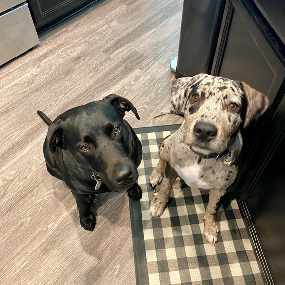 Meet your Posher, Lori Cantalupo - Picture 15 of 16